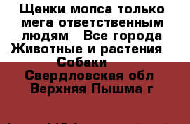 Щенки мопса только мега-ответственным людям - Все города Животные и растения » Собаки   . Свердловская обл.,Верхняя Пышма г.